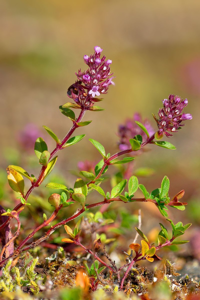 Pflanzenbild gross Arznei-Feld-Thymian - Thymus pulegioides