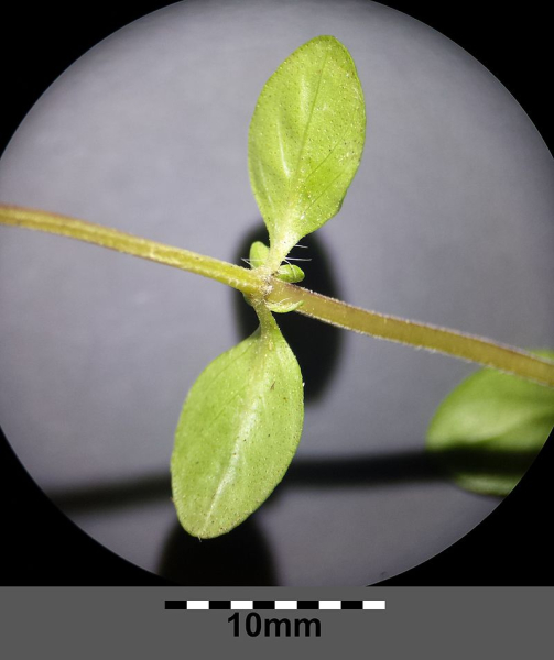 Pflanzenbild gross Arznei-Feld-Thymian - Thymus pulegioides