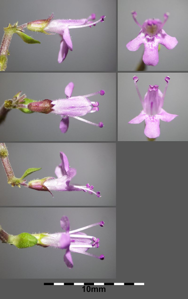 Pflanzenbild gross Arznei-Feld-Thymian - Thymus pulegioides