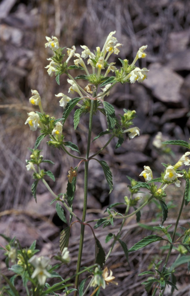 Pflanzenbild gross Gelber Hohlzahn - Galeopsis segetum