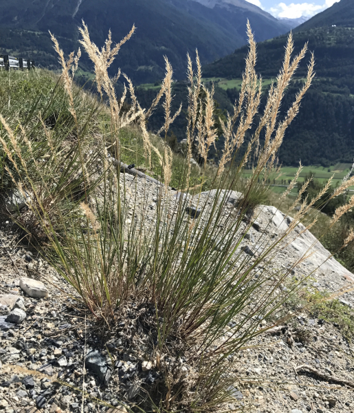 Pflanzenbild gross Raugras - Achnatherum calamagrostis