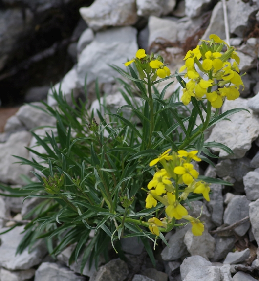 Pflanzenbild gross Blassgelber Schöterich - Erysimum ochroleucum