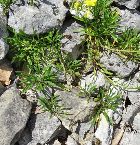 Pflanzenbild gross Blassgelber Schöterich - Erysimum ochroleucum