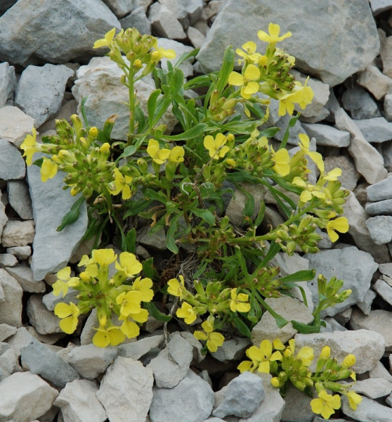 Pflanzenbild gross Blassgelber Schöterich - Erysimum ochroleucum