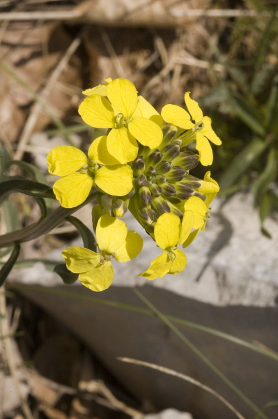Pflanzenbild gross Blassgelber Schöterich - Erysimum ochroleucum