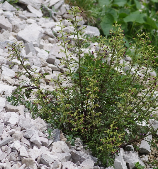 Pflanzenbild gross Jura-Braunwurz - Scrophularia juratensis