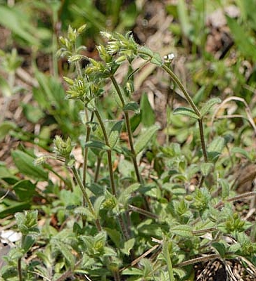 Pflanzenbild gross Kleinblütiges Hornkraut - Cerastium brachypetalum