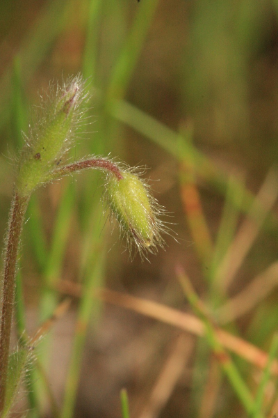 Pflanzenbild gross Kleinblütiges Hornkraut - Cerastium brachypetalum