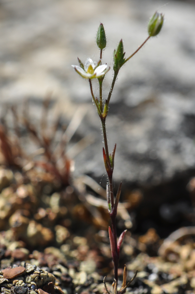 Pflanzenbild gross Zarte Miere - Minuartia hybrida