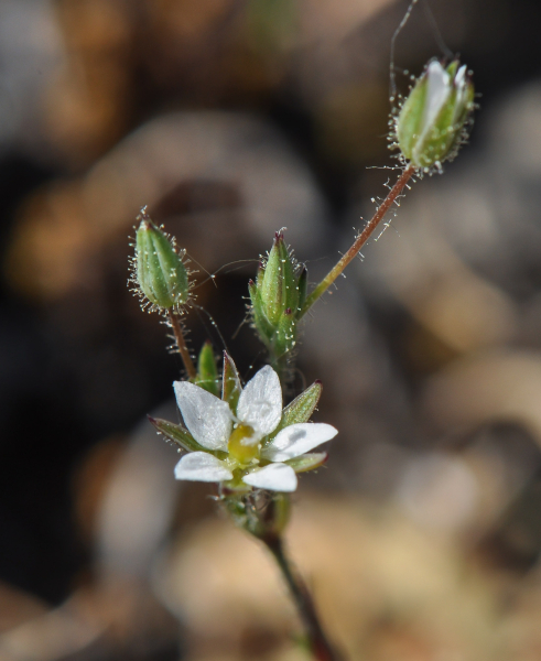 Pflanzenbild gross Zarte Miere - Minuartia hybrida