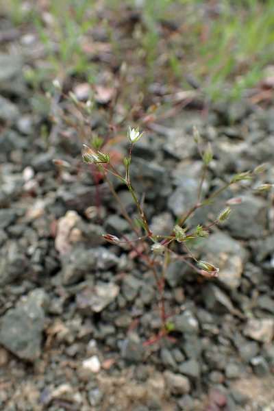 Pflanzenbild gross Zarte Miere - Minuartia hybrida