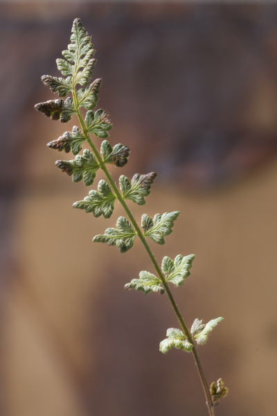 Pflanzenbild gross Alpen-Wimperfarn - Woodsia alpina