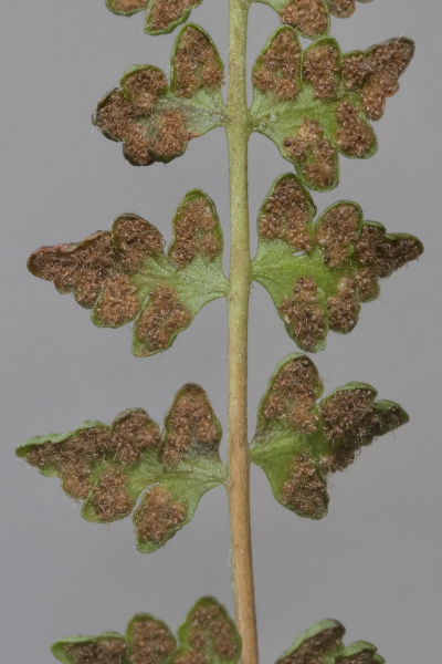 Pflanzenbild gross Alpen-Wimperfarn - Woodsia alpina