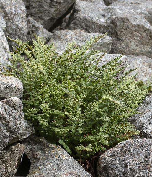 Pflanzenbild gross Alpen-Wimperfarn - Woodsia alpina