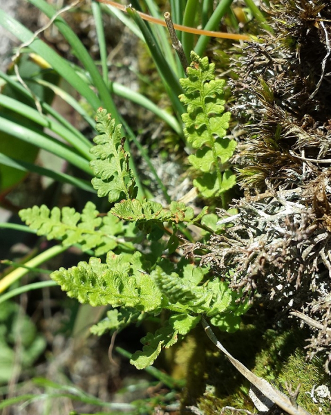 Pflanzenbild gross Alpen-Wimperfarn - Woodsia alpina