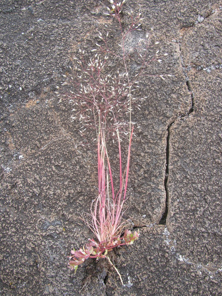 Pflanzenbild gross Nelken-Haferschmiele - Aira caryophyllea