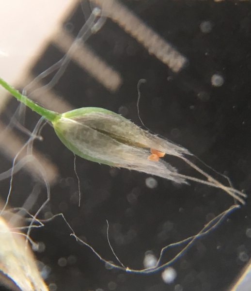 Pflanzenbild gross Nelken-Haferschmiele - Aira caryophyllea