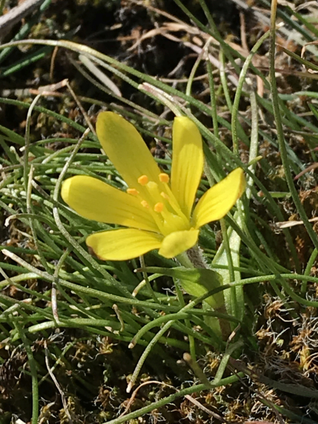 Pflanzenbild gross Felsen-Gelbstern - Gagea saxatilis