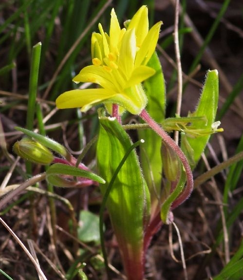 Pflanzenbild gross Felsen-Gelbstern - Gagea saxatilis