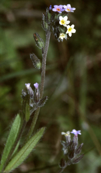 Pflanzenbild gross Buntes Vergissmeinnicht - Myosotis discolor