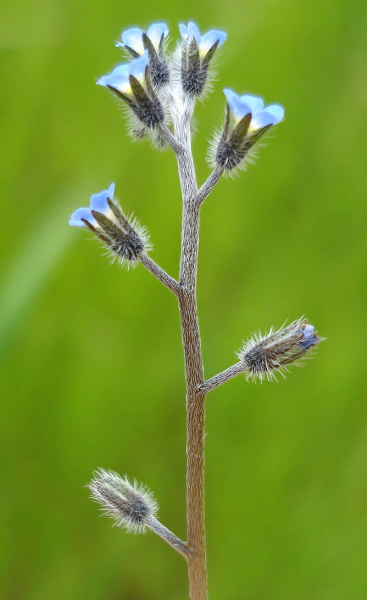 Pflanzenbild gross Hügel-Vergissmeinnicht - Myosotis ramosissima