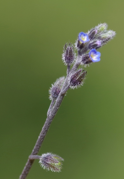 Pflanzenbild gross Hügel-Vergissmeinnicht - Myosotis ramosissima