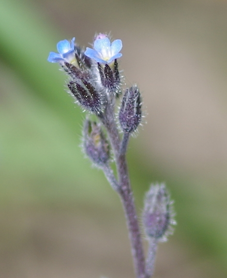 Pflanzenbild gross Hügel-Vergissmeinnicht - Myosotis ramosissima