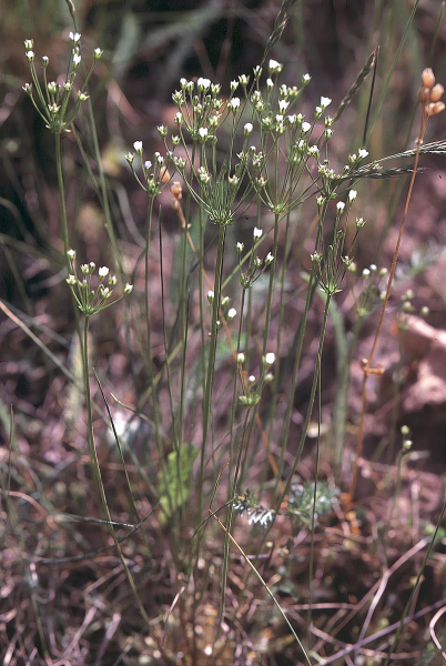 Pflanzenbild gross Nordischer Mannsschild - Androsace septentrionalis