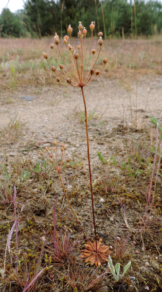 Pflanzenbild gross Nordischer Mannsschild - Androsace septentrionalis