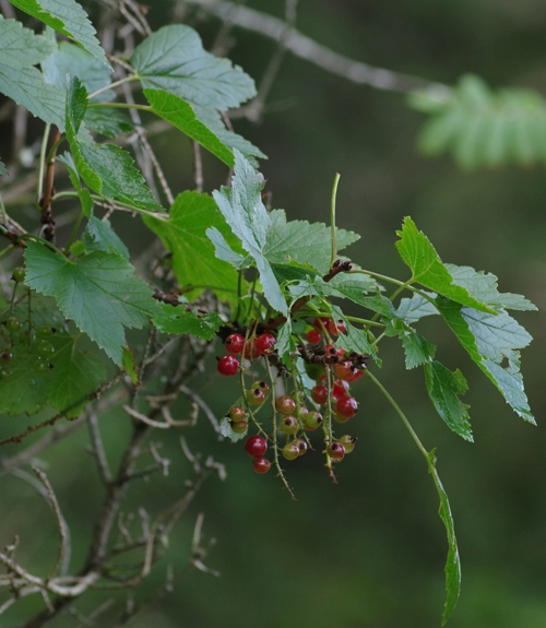 Pflanzenbild gross Felsen-Johannisbeere - Ribes petraeum