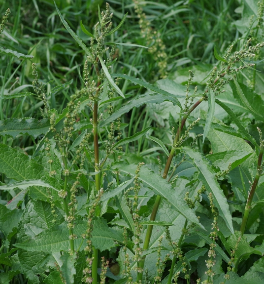 Pflanzenbild gross Langblättriger Ampfer - Rumex longifolius