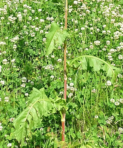Pflanzenbild gross Langblättriger Ampfer - Rumex longifolius