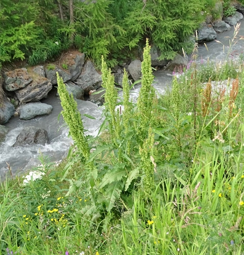 Pflanzenbild gross Langblättriger Ampfer - Rumex longifolius