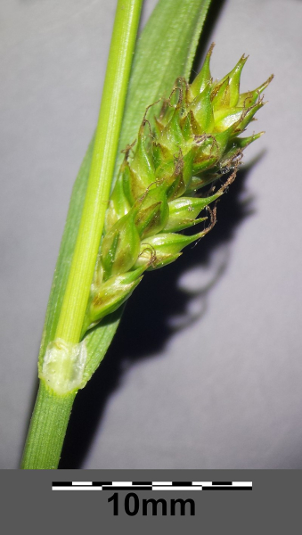 Pflanzenbild gross Langgliederige Segge - Carex distans