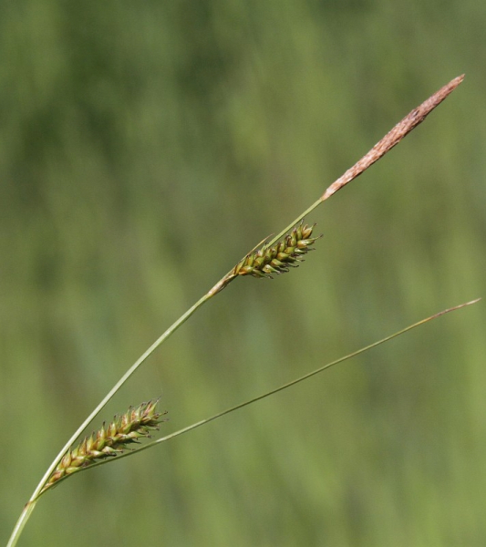 Pflanzenbild gross Langgliederige Segge - Carex distans