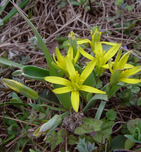 Pflanzenbild gross Wiesen-Gelbstern - Gagea pratensis