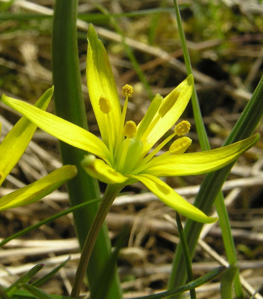 Pflanzenbild gross Wiesen-Gelbstern - Gagea pratensis