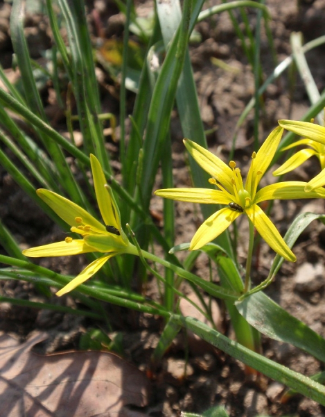 Pflanzenbild gross Wiesen-Gelbstern - Gagea pratensis