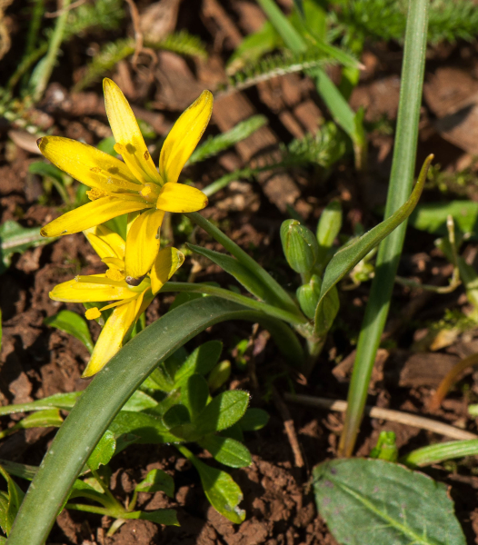 Pflanzenbild gross Wiesen-Gelbstern - Gagea pratensis