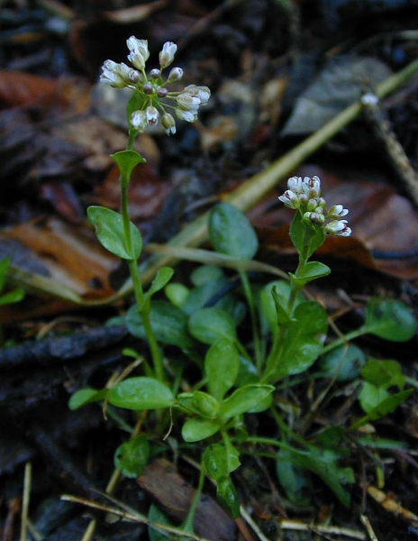 Pflanzenbild gross Bläuliches Voralpen-Täschelkraut - Thlaspi caerulescens