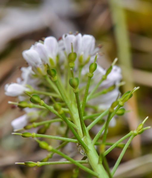 Pflanzenbild gross Bläuliches Voralpen-Täschelkraut - Thlaspi caerulescens