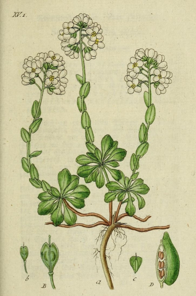 Pflanzenbild gross Bläuliches Voralpen-Täschelkraut - Thlaspi caerulescens
