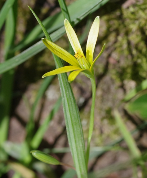 Pflanzenbild gross Wiesen-Gelbstern - Gagea pratensis
