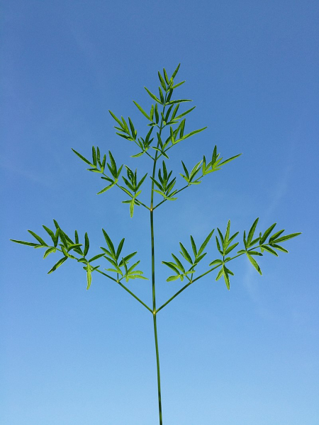 Pflanzenbild gross Wiesensilge - Silaum silaus