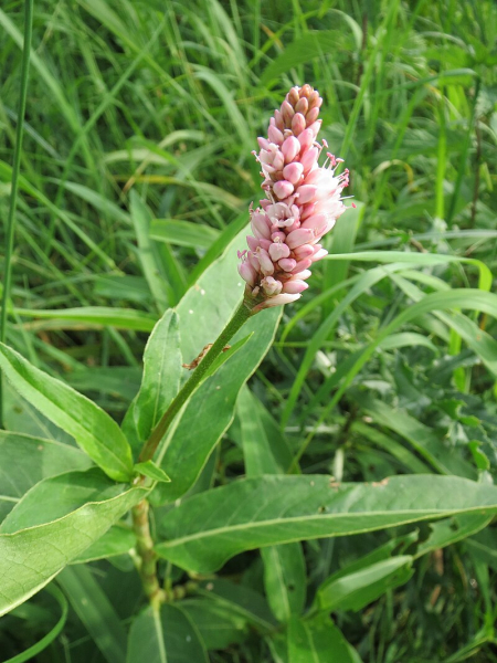 Pflanzenbild gross Sumpf-Knöterich - Polygonum amphibium