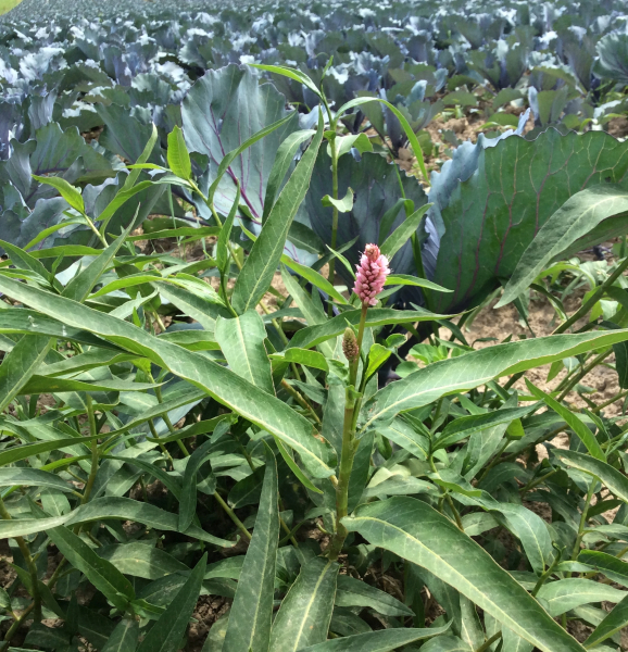 Pflanzenbild gross Sumpf-Knöterich - Polygonum amphibium