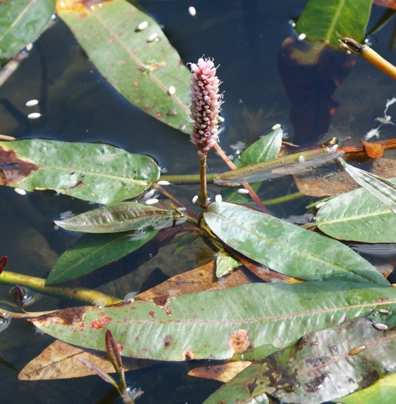 Pflanzenbild gross Sumpf-Knöterich - Polygonum amphibium