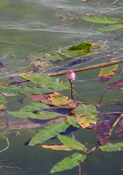 Pflanzenbild gross Sumpf-Knöterich - Polygonum amphibium