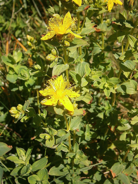 Pflanzenbild gross Richers Johanniskraut - Hypericum richeri