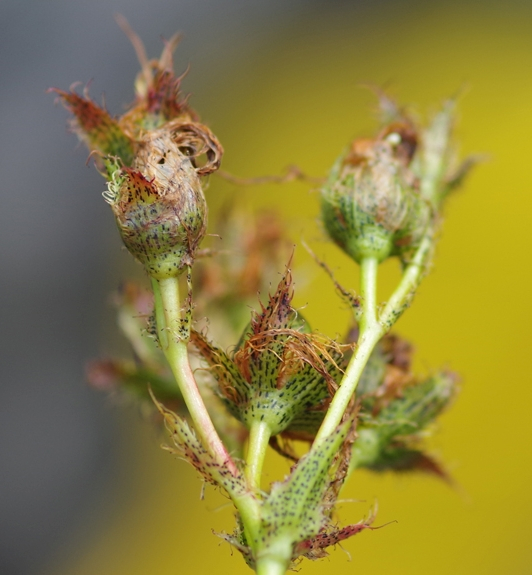 Pflanzenbild gross Richers Johanniskraut - Hypericum richeri